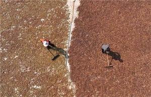 色差寶在油茶青青草原APP下载中的應用