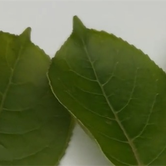 案例：ST-700d分光測色儀測量樹葉的顏色